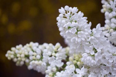 Düğün dekor çiçek gelin