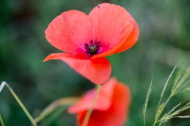 Düğün dekor çiçek gelin