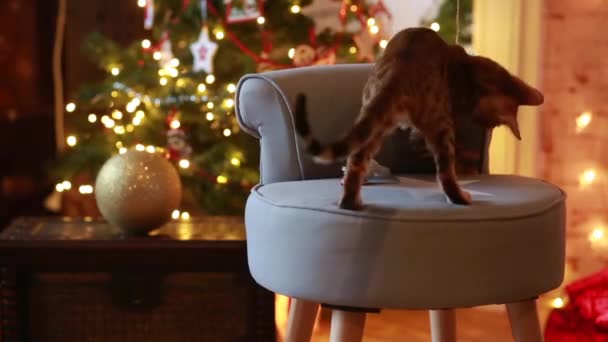Bangal cat christmas decoration — Stock Video