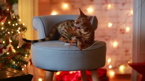 Bangal gato navidad decoración — Vídeos de Stock