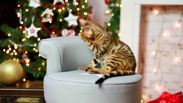 Bangal gato natal decoração — Vídeo de Stock