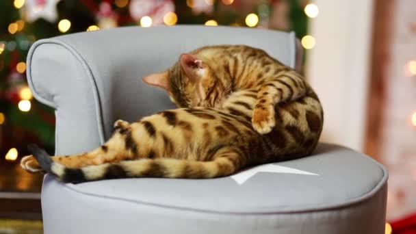 Bangal gato natal decoração — Vídeo de Stock