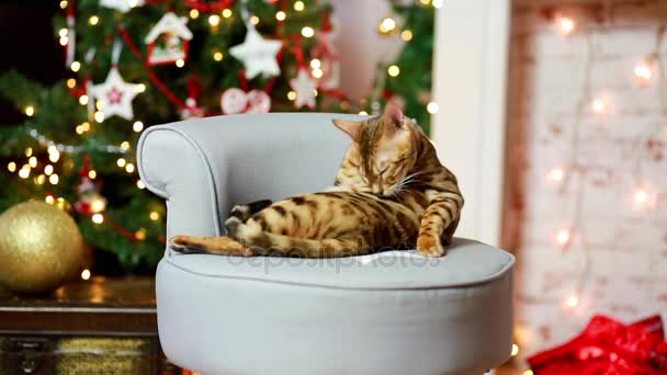 Bangal gato natal decoração — Vídeo de Stock