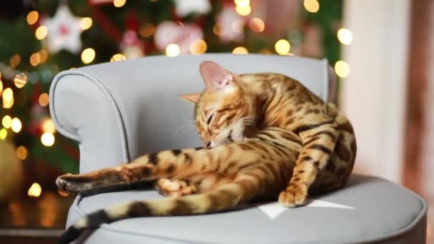 Bangal Katze Weihnachtsdekoration — Stockvideo