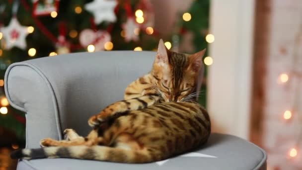 Bangal kočka vánoční dekorace — Stock video