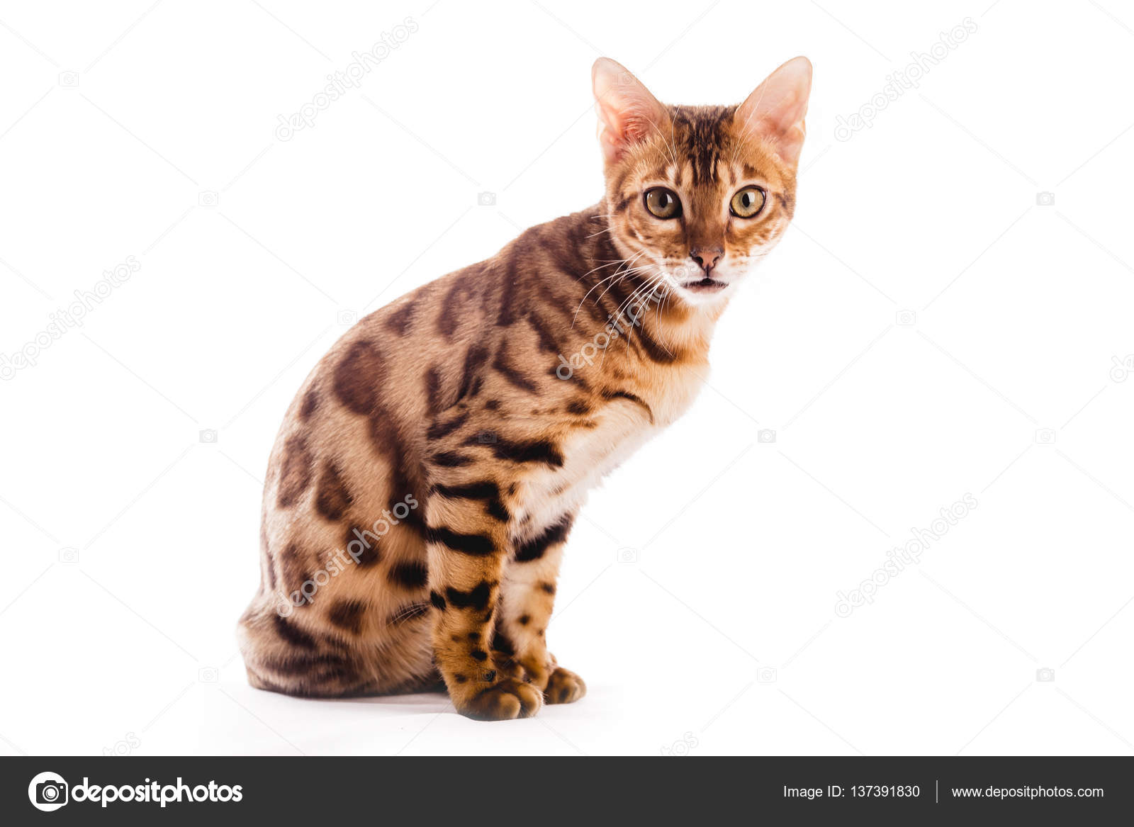 ベンガル猫子猫茶色の斑点分離 ストック写真 C Lelik