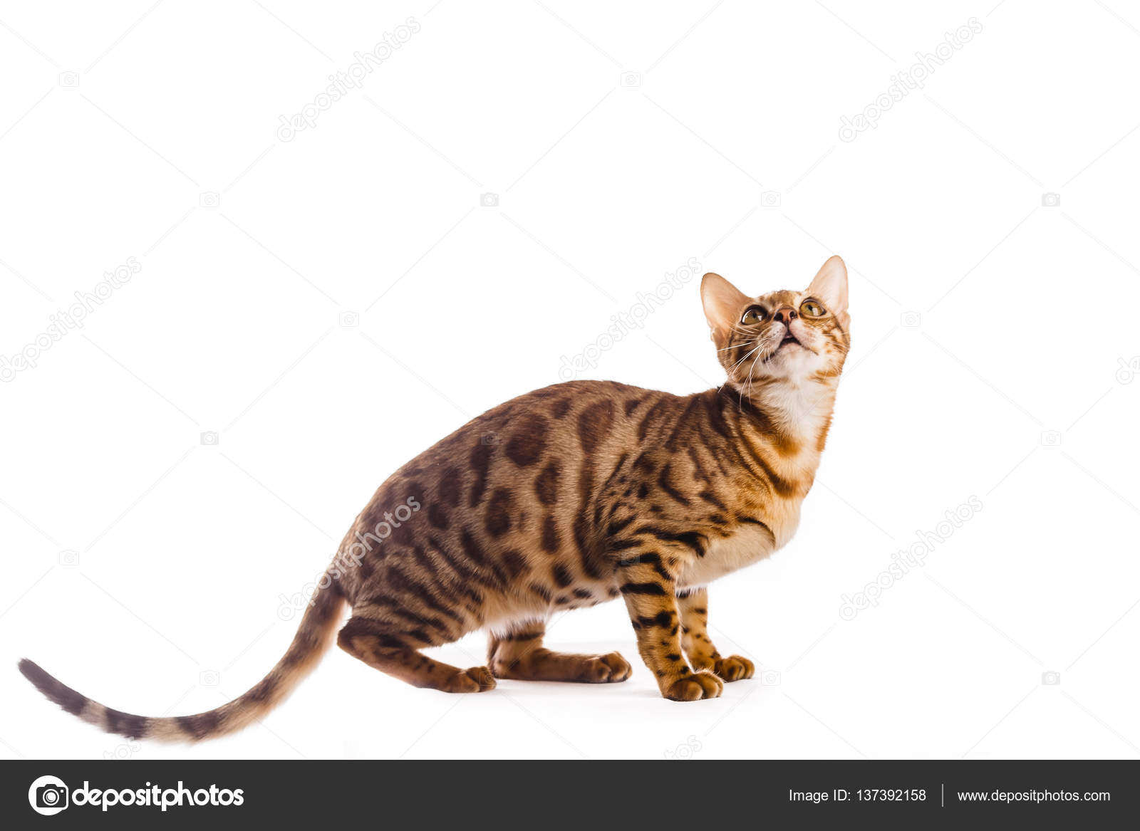 bengal cat kitten brown spotted isolated — Stock Photo © LElik83 ... bengal cat kitten brown spotted isolated — Stock Photo © LElik83 ...