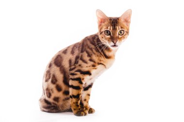 bengal cat kitten brown spotted isolated