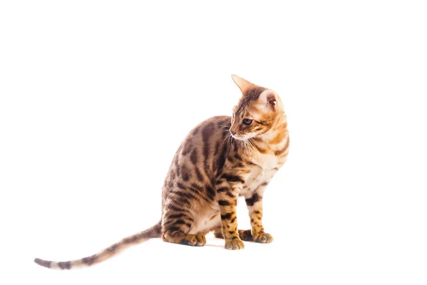 Gato bengala gatito marrón manchado aislado — Foto de Stock
