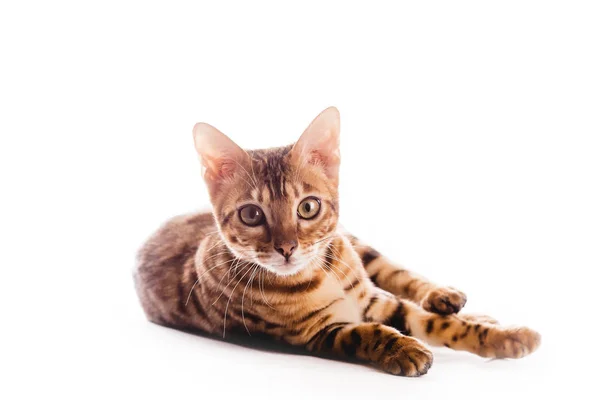 Bengalcat cica barna pöttyös elszigetelt — Stock Fotó