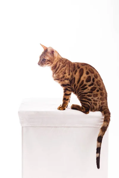 Bengal cat kitten brown spotted isolated — Stock Fotó
