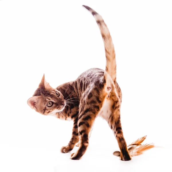 Bengal cat kitten brown spotted isolated — Stock Fotó