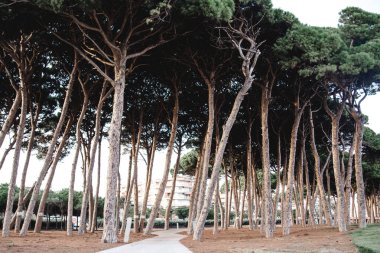 La pineda İspanya plaj manzara