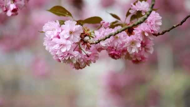 春天树樱花季节 — 图库视频影像