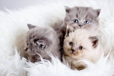 yavru kedi babys kedi hayvan