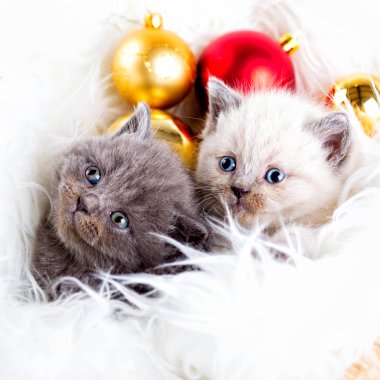 yavru kedi babys kedi hayvan