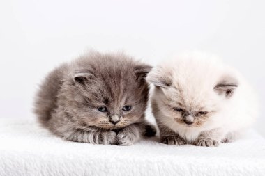 yavru kedi babys kedi hayvan