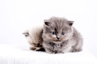 yavru kedi babys kedi hayvan