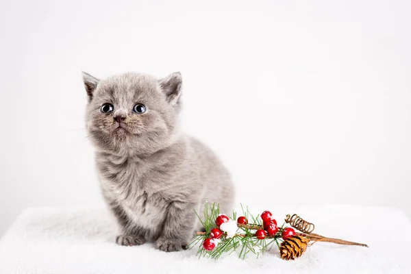 Kitten babys cat animal — Stock Photo, Image