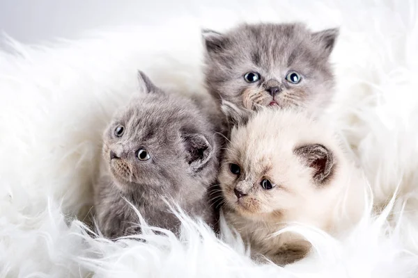 Yavru kedi babys kedi hayvan — Stok fotoğraf