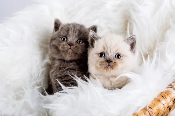 Kitten babys cat animal — Stock Photo, Image