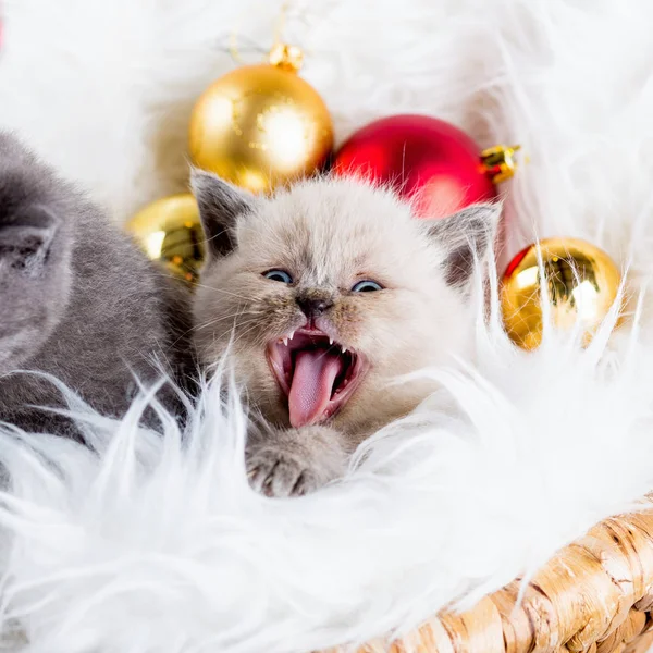 Yavru kedi babys kedi hayvan — Stok fotoğraf