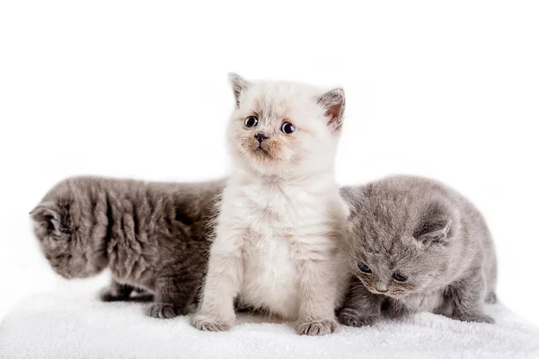Gatito babys gato animal — Foto de Stock