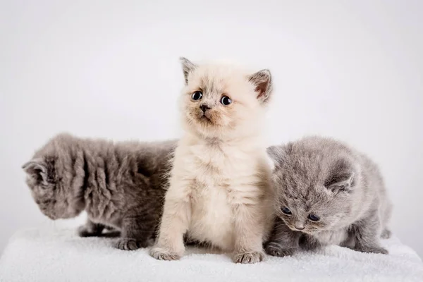 Kitten babys cat animal — Stock Photo, Image