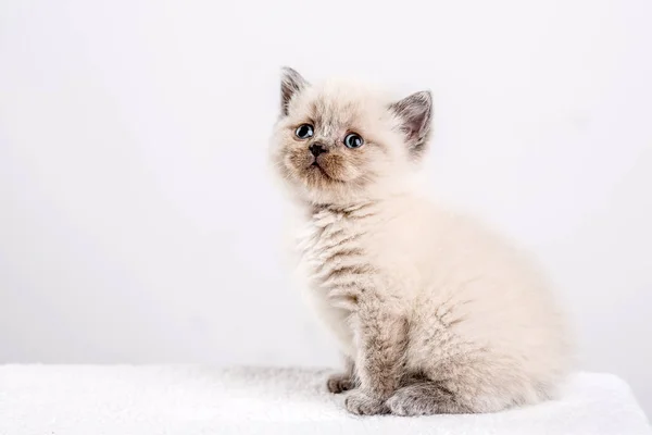 Gatito babys gato animal — Foto de Stock