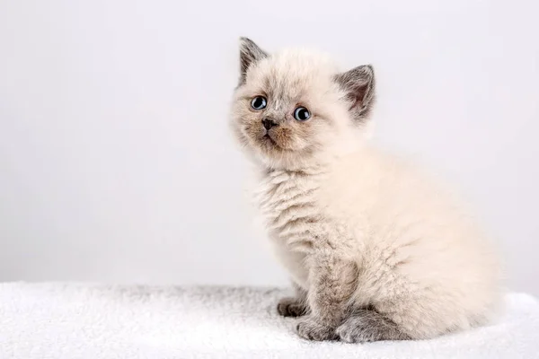 Kitten babys cat animal — Stock Photo, Image