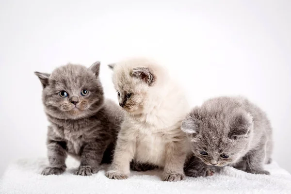 Gatito babys gato animal — Foto de Stock