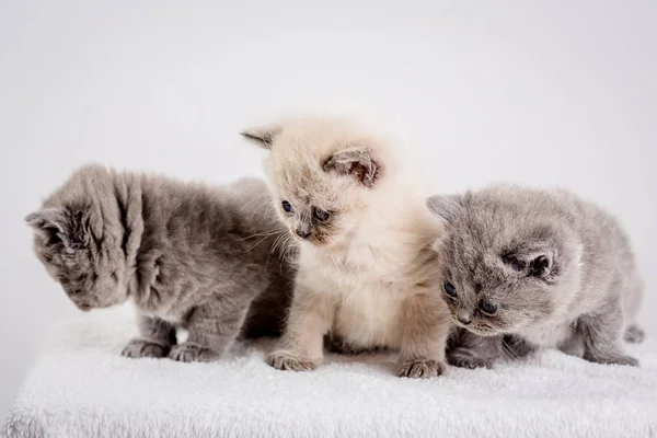 Gatito babys gato animal — Foto de Stock