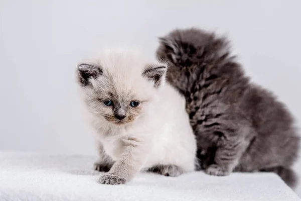 Кошеня для немовлят кішка тварина — стокове фото