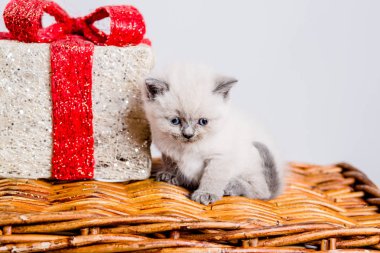 yavru kedi babys kedi hayvan