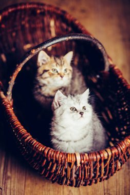 yavru kedi babys kedi hayvan