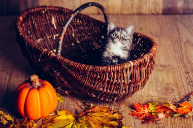 yavru kedi babys kedi hayvan