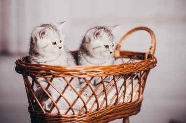 yavru kedi babys kedi hayvan