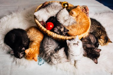 yavru kedi babys kedi hayvan