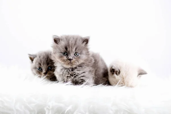 Kitten babys kat dier — Stockfoto