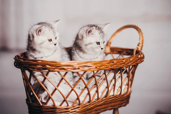 yavru kedi babys kedi hayvan