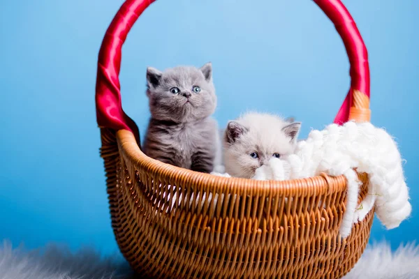 Кошеня для немовлят кішка тварина — стокове фото