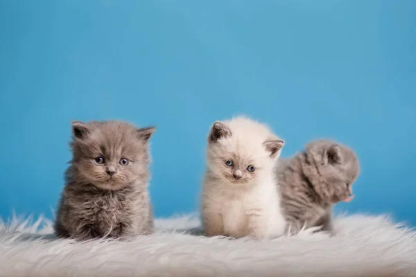 Kitten babys cat animal — Stock Photo, Image