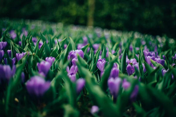 Holland tulipa flores parque — Fotografia de Stock