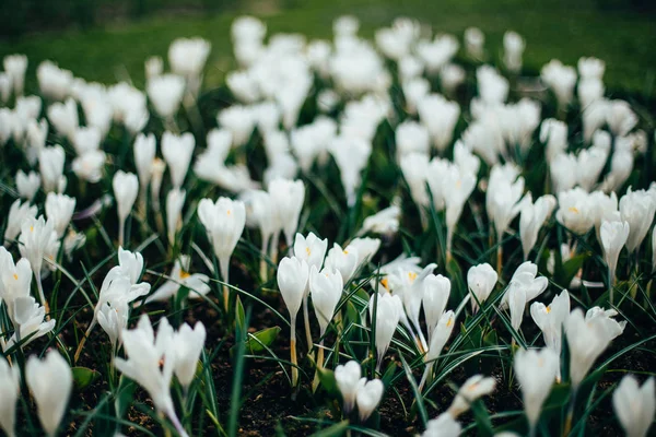 Holland tulipa flores parque — Fotografia de Stock