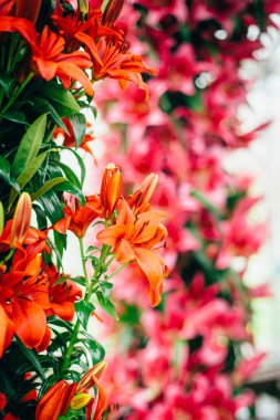 Hollanda Lale çiçek park