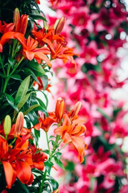 Hollanda Lale çiçek park