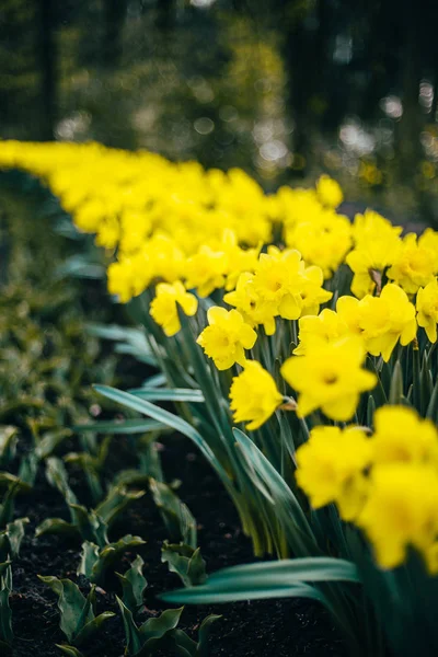 Holland tulipa flores parque — Fotografia de Stock