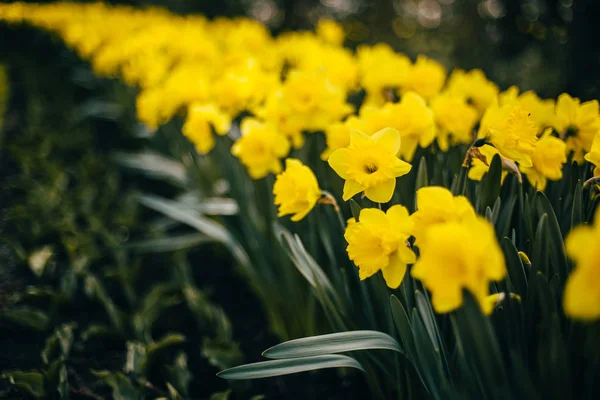 Holland tulpan blommor park — Stockfoto