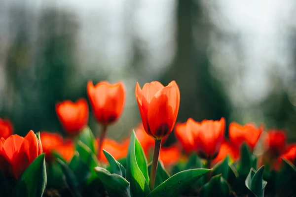 holland tulip flowers park