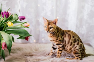 Bengal kedi çiçekli
